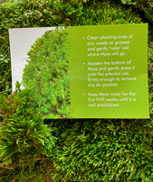 Moss is a type of plant that thrives in moist and shady environments, making it an ideal choice for growing around rocks or other hard surfaces.