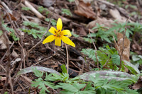 Trout Lily Bloom