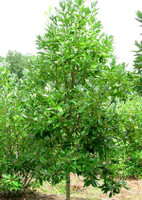 Sweetbay Magnolia Tree