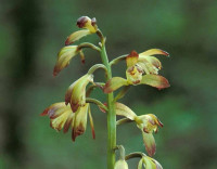 Adam and eve orchid blooms.