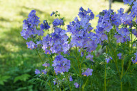 Plant the Jacob's ladder: Carefully remove the plant from its container and loosen any trapped roots.