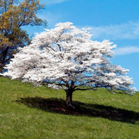 The most notable feature of the white dogwood is its flowers, which bloom from late April to early May.