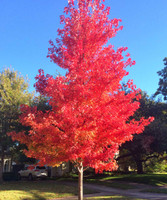 The October Glory Maple is a low-maintenance tree that requires minimal pruning or other care once established.
