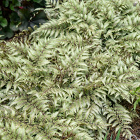 Athyrium 'Godzilla' prefers to grow in partially shaded or shaded areas with moist, well-draining soil.