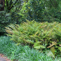 Once established, the Japanese shield fern is relatively low-maintenance.