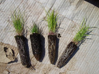 grass plugs for sale