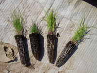 feather reed grass plugs