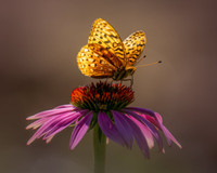 Purple Echinacea