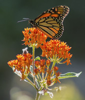 Butterfly milkweed is crucial in supporting pollinators, especially butterflies and bees. 