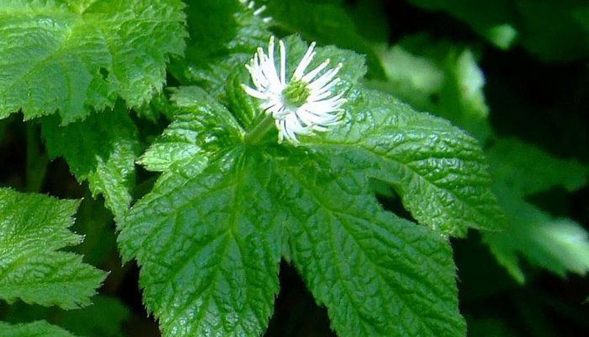 goldenseal root