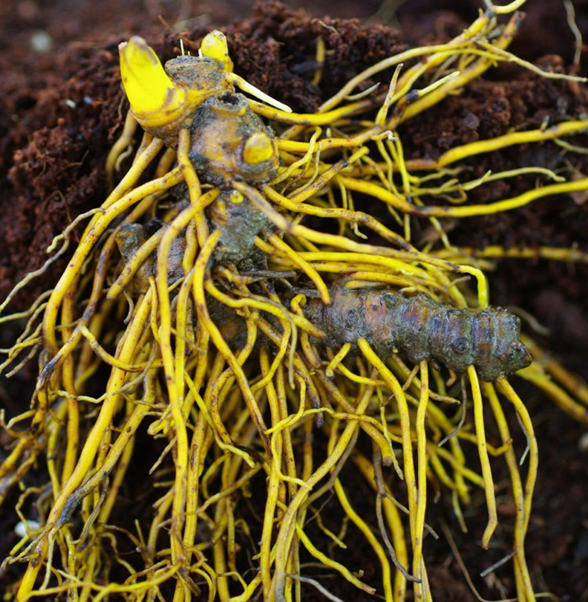 goldenseal root