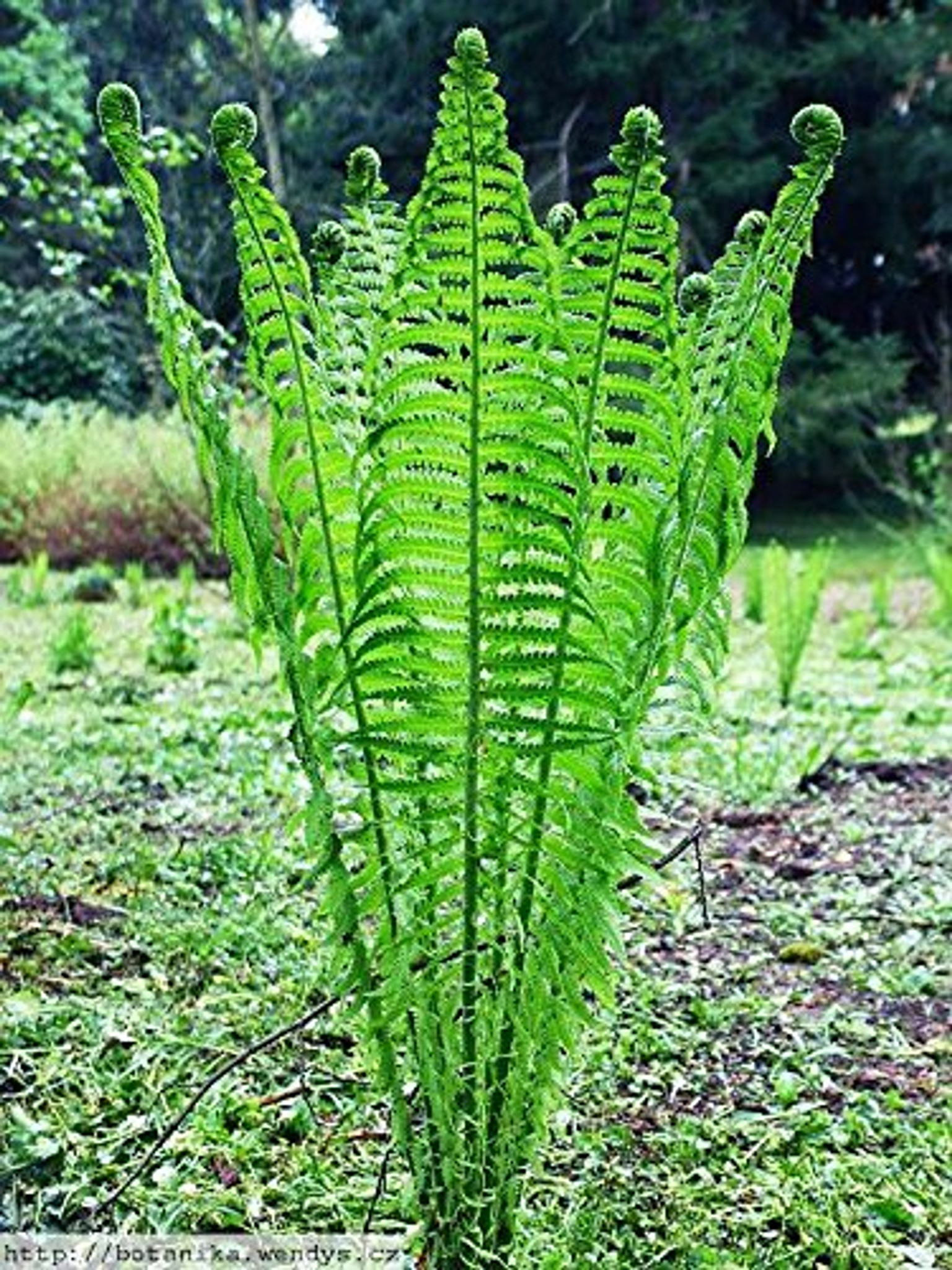 Buy Ostrich Fern Online | Fast Growing Fern Plants