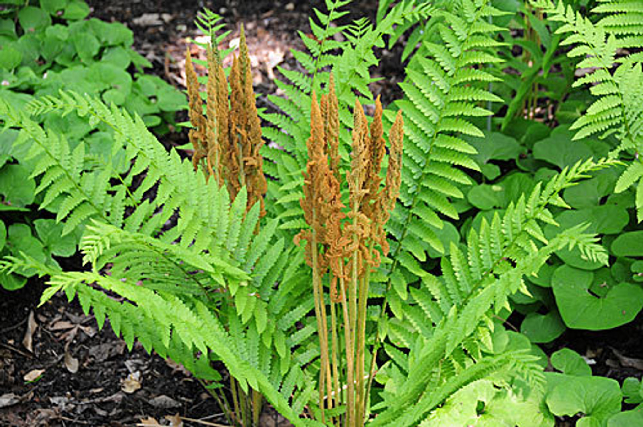 Buy Cinnamon Fern Online Osmundastrum Cinnamomeum