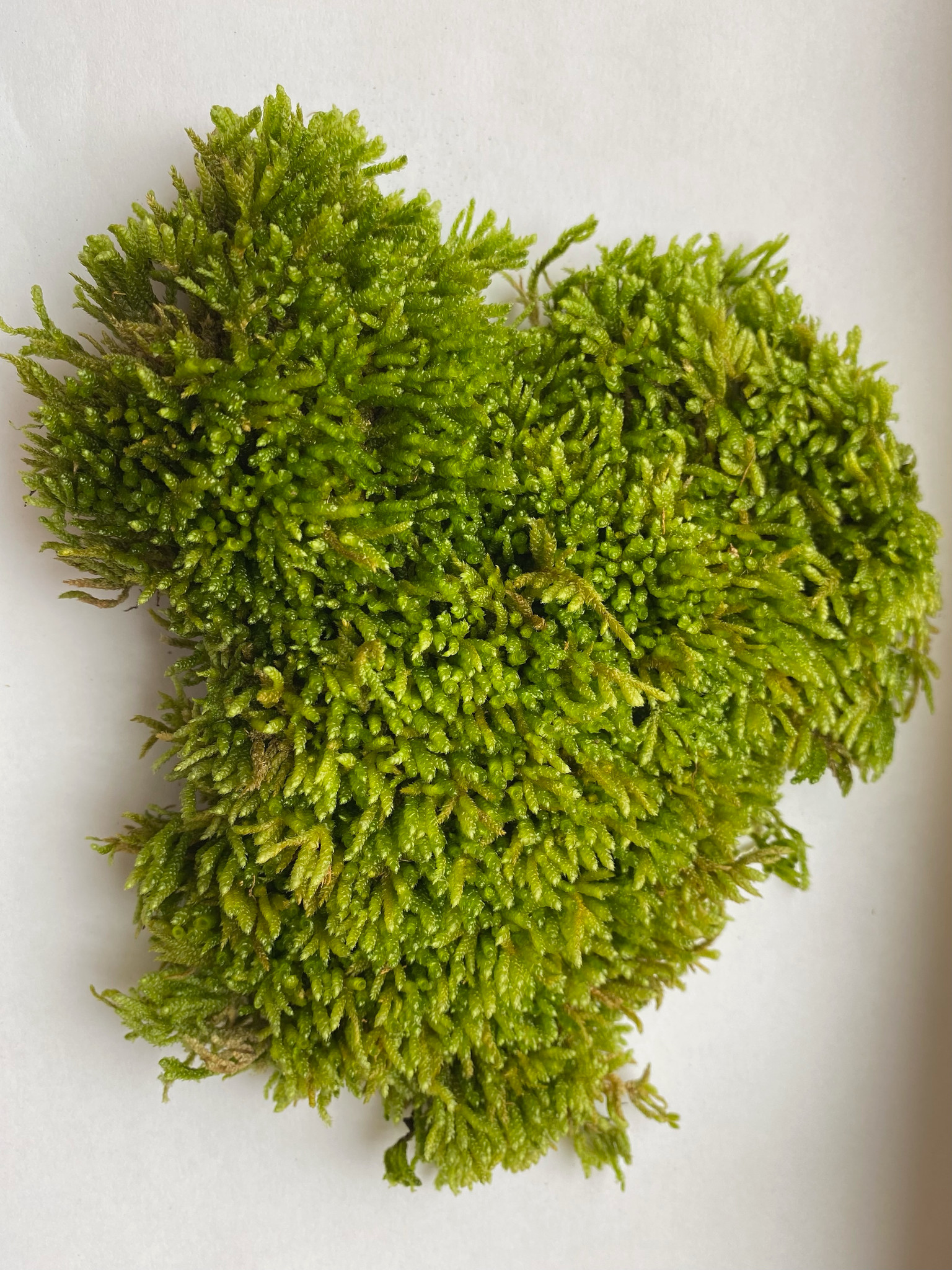 Buy Rock Cap Moss Online  Freshly Harvested Live Moss