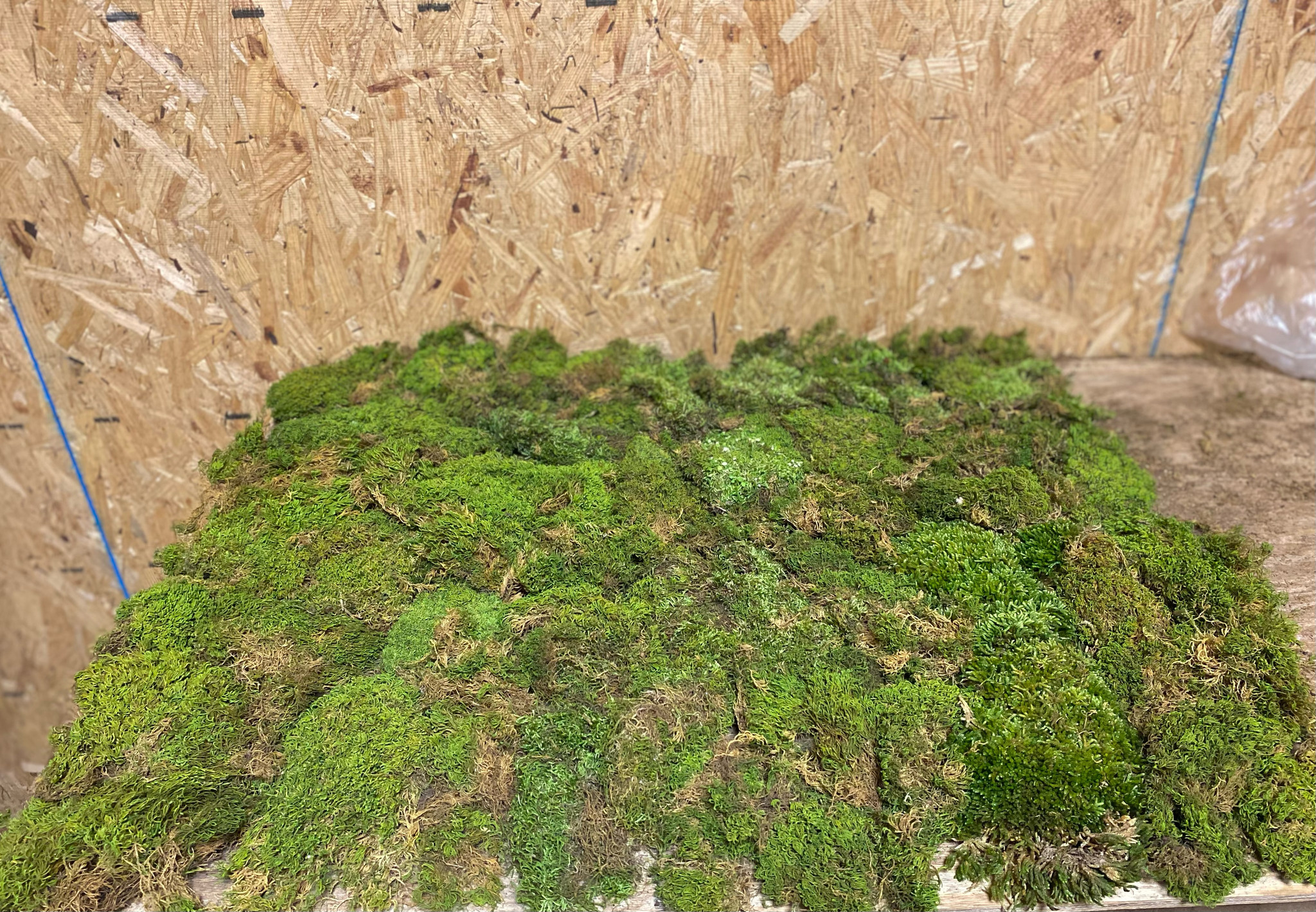 Living Moss Wall Mat | 1 Square Foot