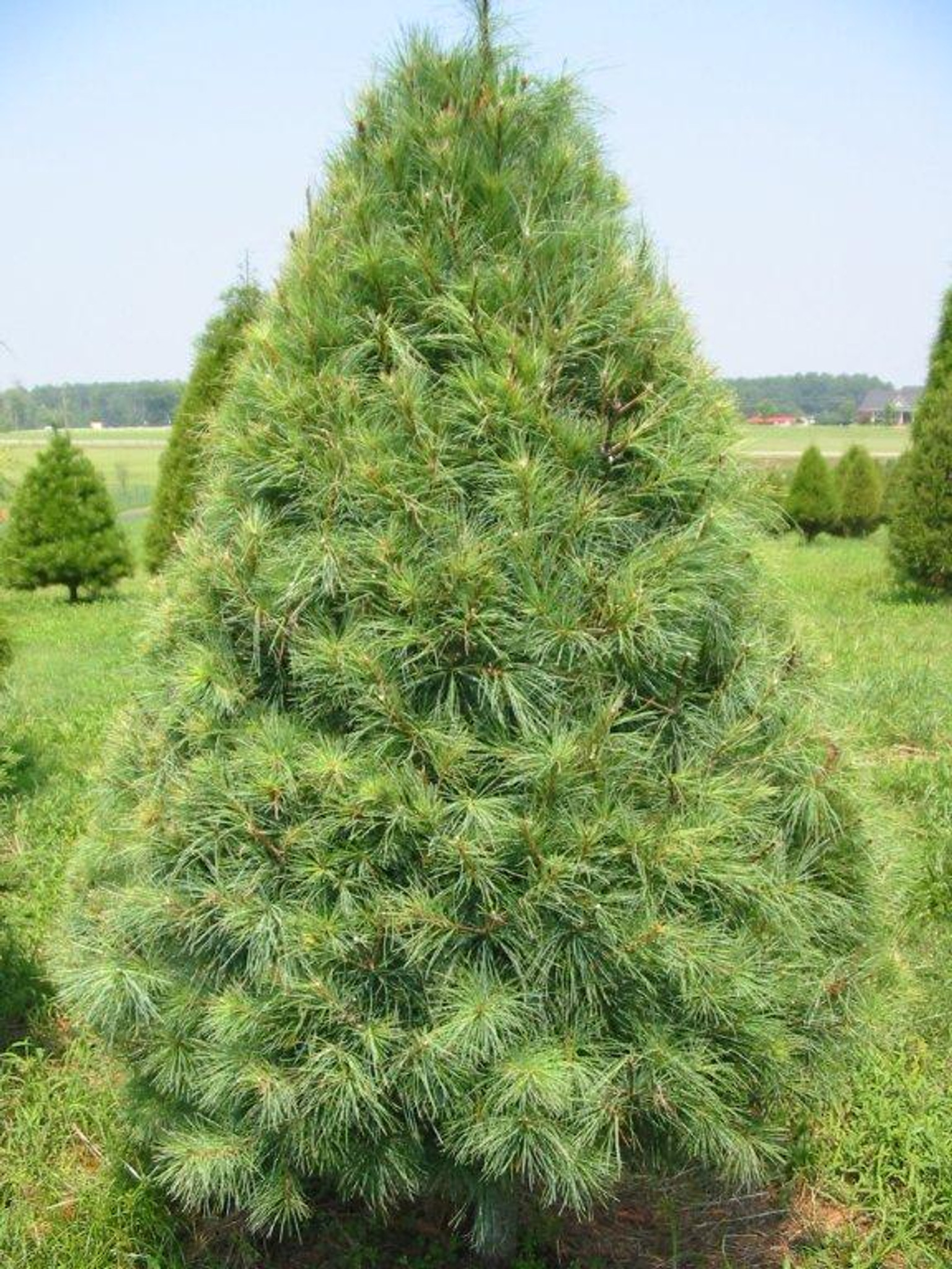 loblolly pine tree