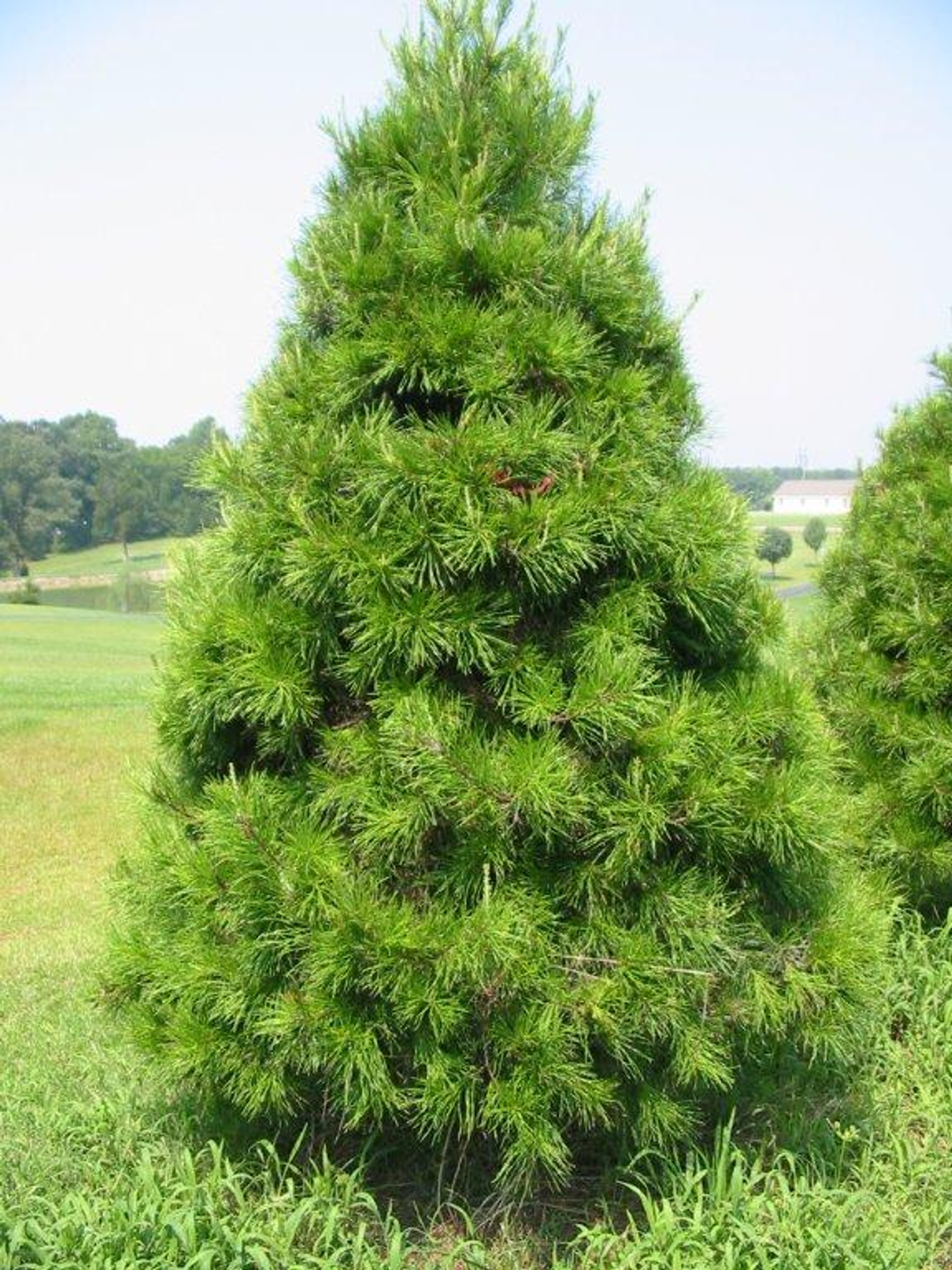 Buy Virginia Pine  Trees  Online Fast Growing Pine  Trees 