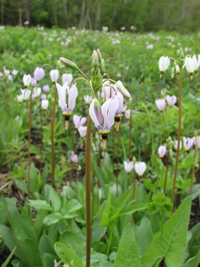 Shooting star perennials grow well with many other wildflowers.