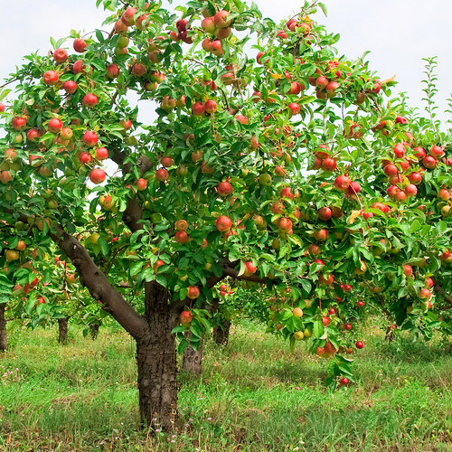 Common Apple Tree