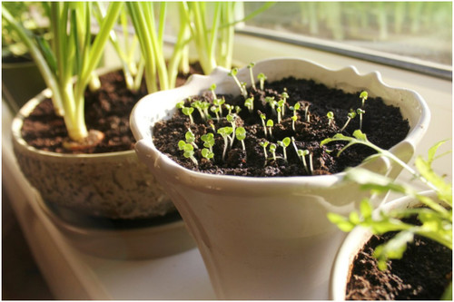 Indoor Gardening Tips from the Experts