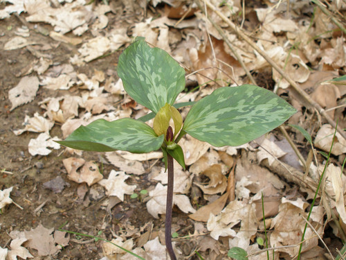 Perennials Make Great Garden Plants