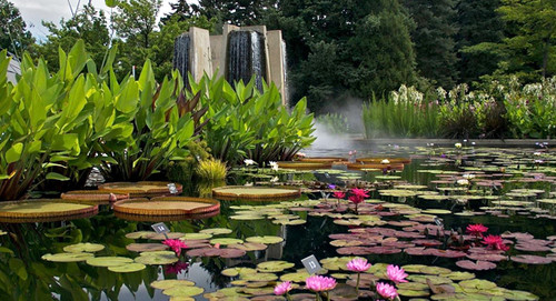 How can water plants help you?