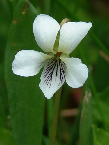 White Violets add a unique touch