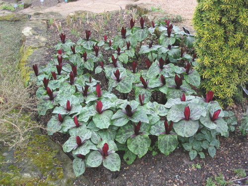 Trillium Sessile bulbs for sale