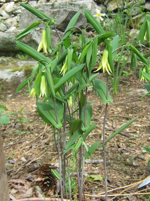 bellwort for sale