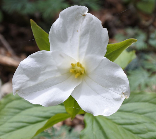 Buy great white trillium online