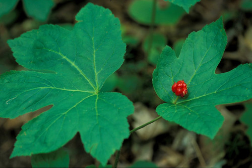 buy Goldenseal online