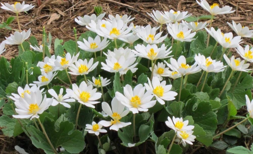 Bloodroot prefers partial shady to shady areas.