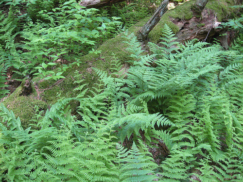 buy New York Ferns online