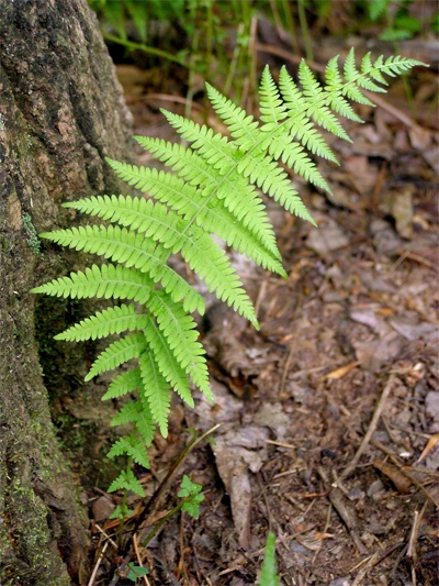 New York Fern with Upright, Lime-Green Fronds Growing in a Shaded Woodland.