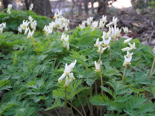 Dutchman’s Breeches (Dicentra cucullaria), a native woodland wildflower with delicate spring foliage.