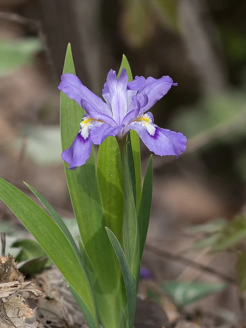 Dwarf Crested Iris (Iris cristata), a native shade-loving ground cover for woodland gardens.