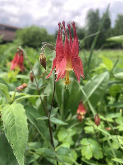 wild columbine is important in supporting native pollinators and wildlife