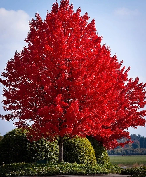 Red Maple Tree (Acer rubrum), a fast-growing native shade tree.