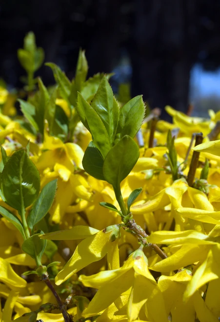 Close-up of forsythia blossoms showcasing delicate, four-petaled yellow flowers clustered along woody stems, highlighting the vibrant beauty of this classic spring-flowering shrub.