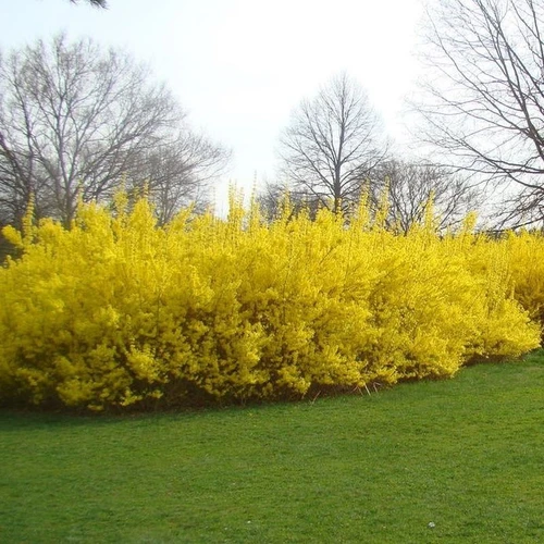 Forsythia shrub in full bloom, covered in brilliant yellow flowers that brighten the garden landscape and signal the arrival of spring.


