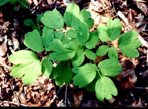 Blue cohosh growing on a leafy forest floor, highlighting its graceful blue-green foliage and natural presence among native woodland plants in a rich, shaded habitat.