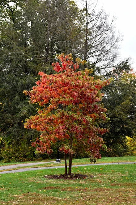  Sassafras tree displaying its distinctive mitten-shaped and three-lobed green leaves, showcasing the unique foliage of this native North American tree in a natural woodland setting.