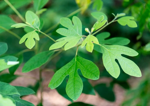 Close-up of sassafras leaves highlighting their varied shapes, vibrant green color, and delicate veining, capturing the botanical beauty of this aromatic native tree.