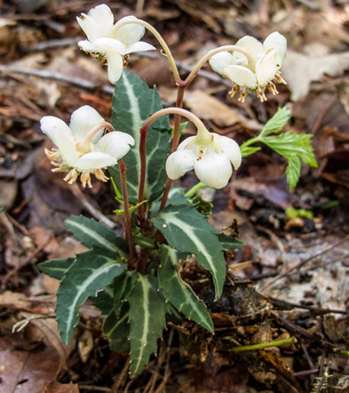 Spotted Wintergreen for sale