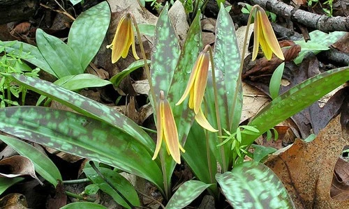 Native trout lilies growing among fallen leaves in a shaded woodland, displaying their unique mottled leaves and cheerful yellow spring flowers in a natural forest habitat.


