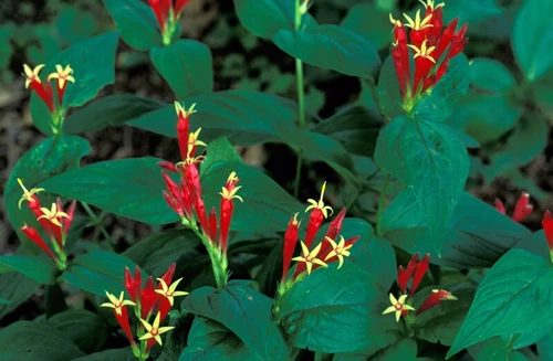 Indian pink native wildflower growing in a shaded woodland garden, displaying brilliant red and yellow blossoms that attract hummingbirds and add vibrant color to the spring landscape.


