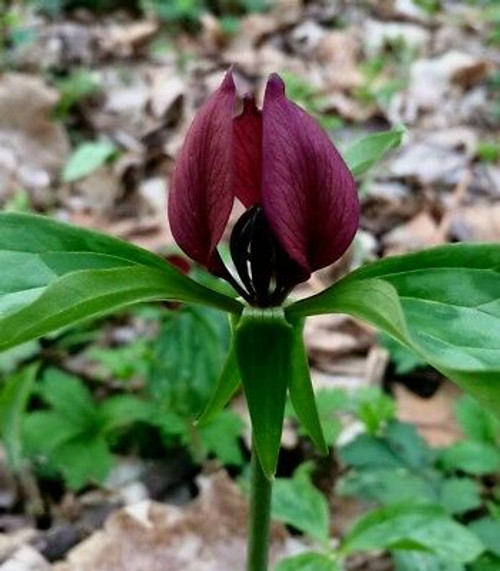 Prairie Trillium for sale