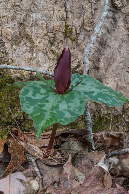 Sweet Betsy trillium blooming in a woodland setting, featuring three rich maroon petals, delicate green leaves, and the natural beauty of this native spring wildflower.