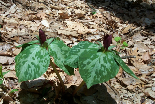 Sweet Betsy trillium growing among woodland leaf litter and native forest plants, adding rich spring color and classic Appalachian wildflower charm to a shaded natural landscape.


