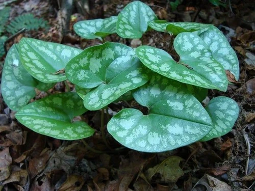 Heartleaf ginger plant featuring distinctive heart-shaped green leaves growing low to the woodland floor, showcasing its lush foliage and natural beauty in a shaded garden.